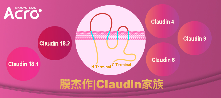 Claudin系列产品