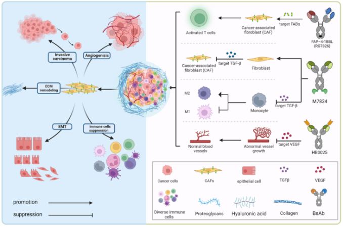 BsAbs在免疫抑制肿瘤微环境中发挥抗肿瘤作用示意图
