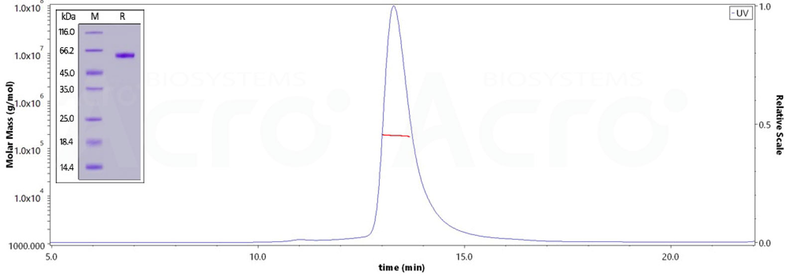 纯度经SDS-PAGE验证>95%，经SEC-MALS验证>90%