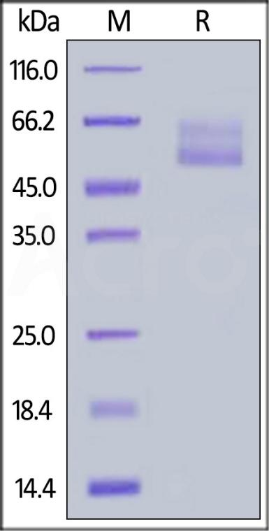 纯度（Purity）：经SDS－PAGE验证