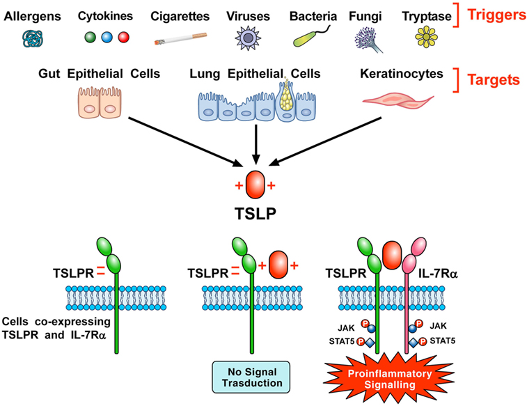 TSLP及其信号复合物在靶标细胞表面的产生示意图
