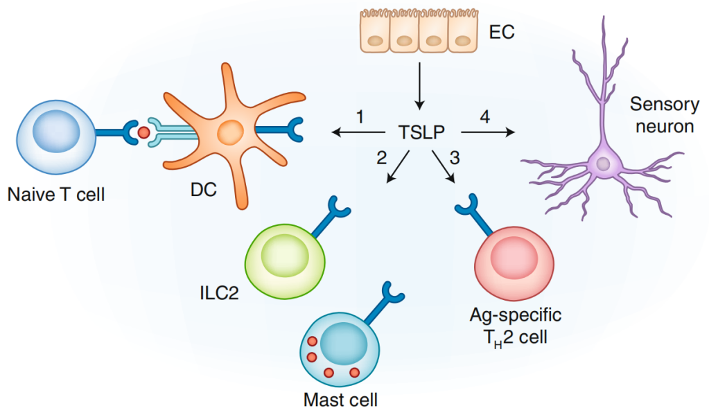TSLP在促进2型炎症反应中的作用