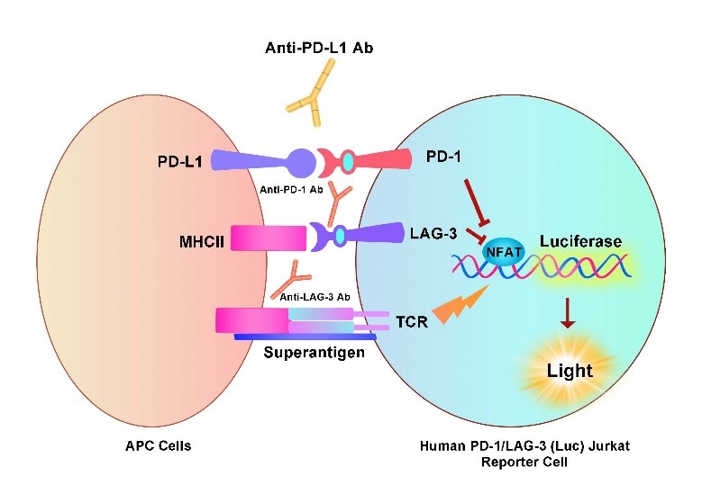 Anti-PD-L1