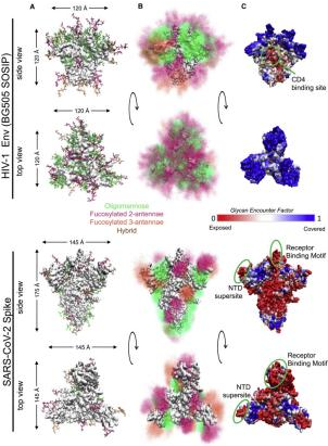 HIV-1