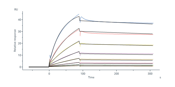 活性（Bioactivity）-SPR