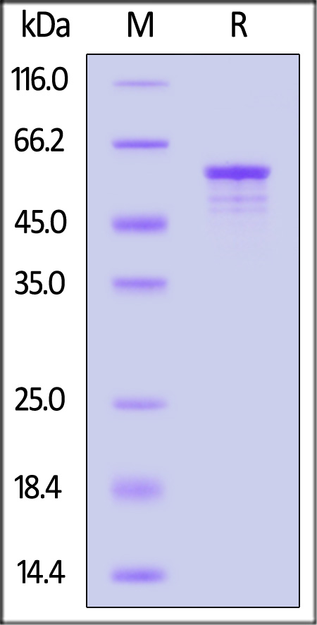 PFFs的单体高纯度经SDS-PAGE验证