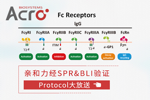 Fc受体蛋白