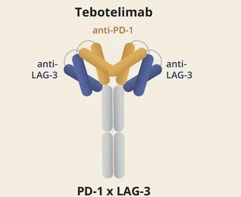 Tebotelimab结构