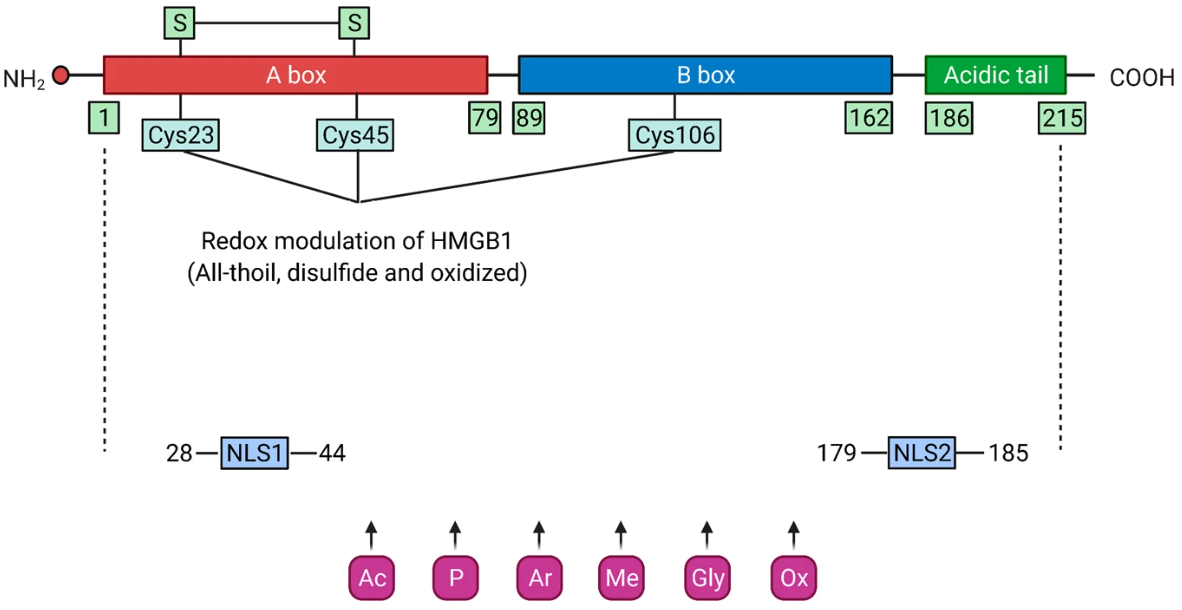 HMGB1结构