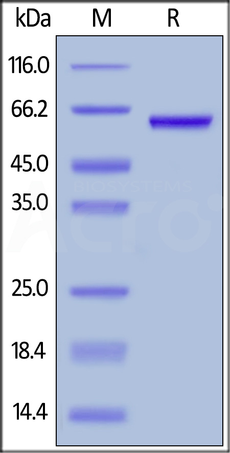 纯度（Purity）：经SDS－PAGE验证大于95%