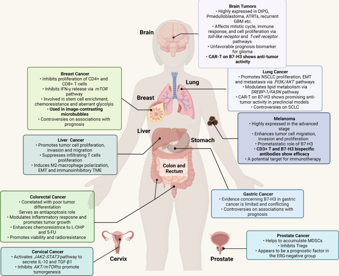B7-H3 在几种特定癌症类型中的作用