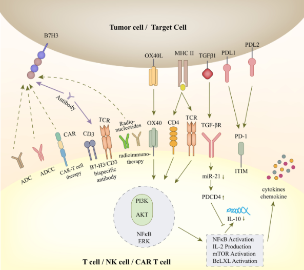 靶向B7-H3的疗法汇总