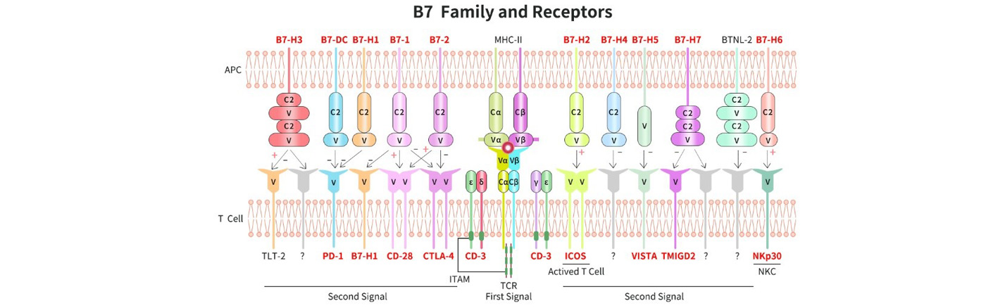 B7-CD28家族蛋白