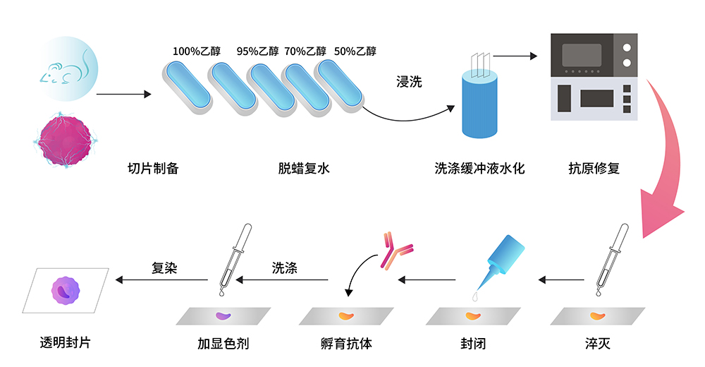 免疫组化染色操作步骤