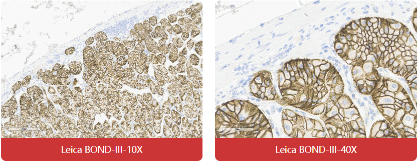 免疫组化（IHC）抗体