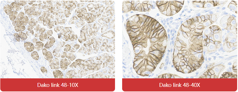 免疫组化（IHC）抗体