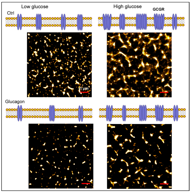 高分辨率成像显示了高血糖诱导的胰高血糖素抵抗和GCGR的膜上分布