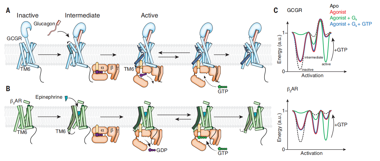 GCGR激活及其信号转导示意图
