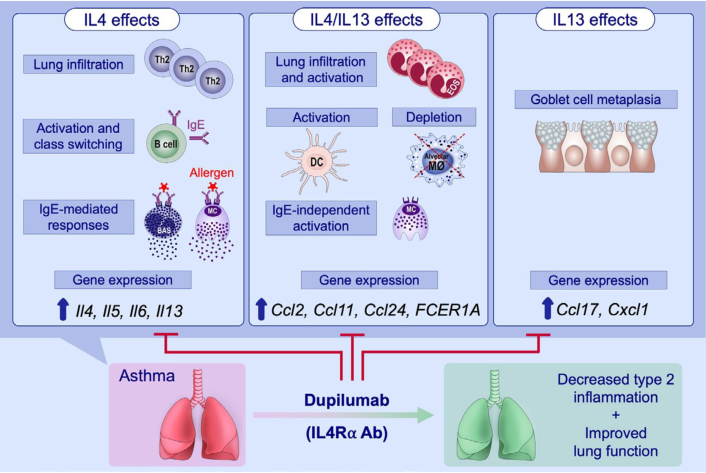 Dupilumab信号阻断示意图