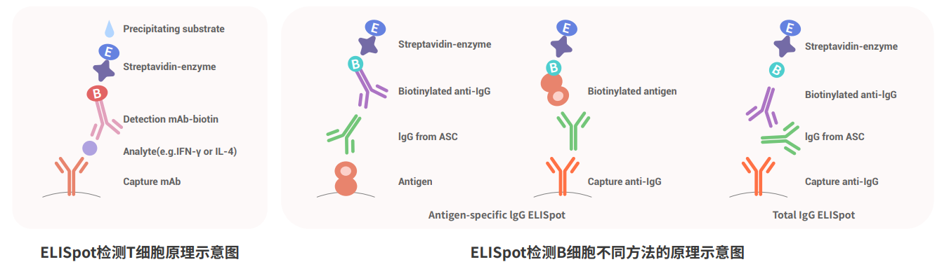 ELISpot分析原理示意图