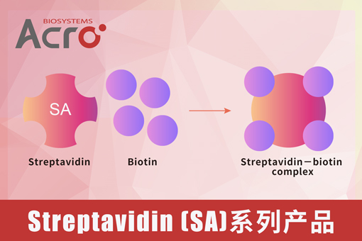 Streptavidin