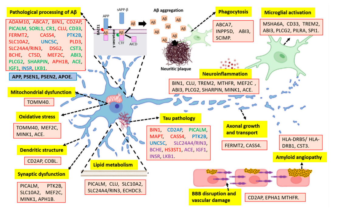 AD中多种基因及其与神经病理事件的关联示意图