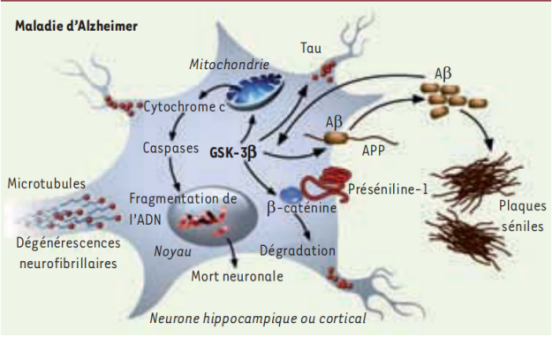 GSK-3beta参与AD通路的示意图