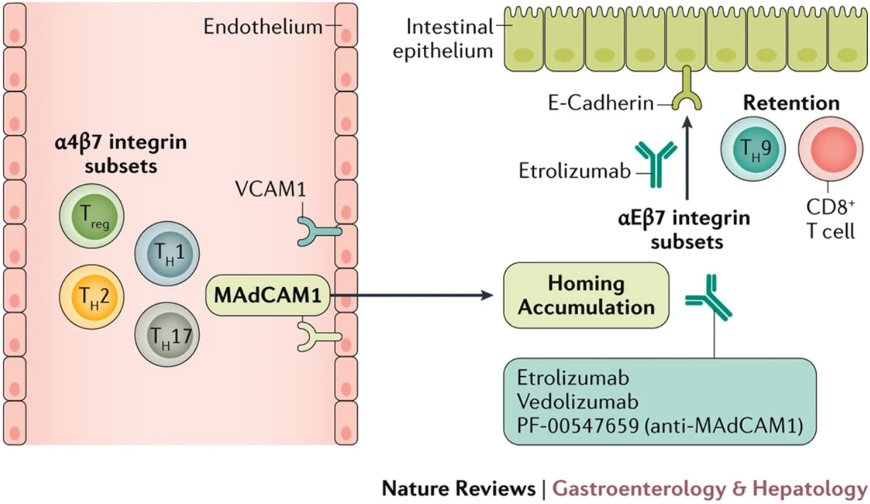 Integrin α4β7与MAdCAM1 之间的相互作用