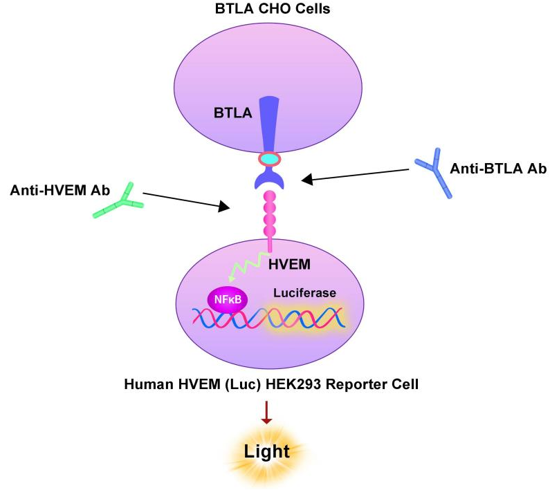 HVEM报告基因细胞株原理图
