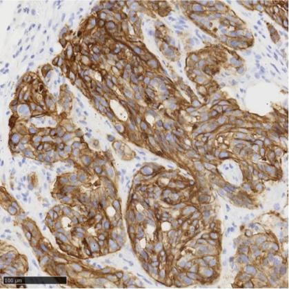 免疫组化（IHC）抗体试用装