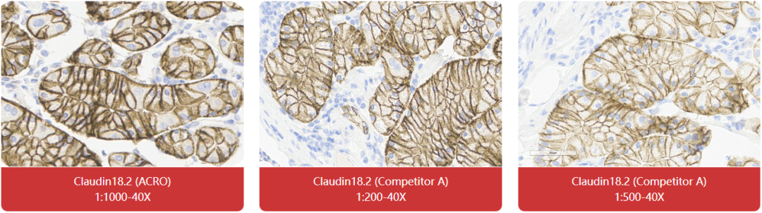 免疫组化（IHC）抗体试用装