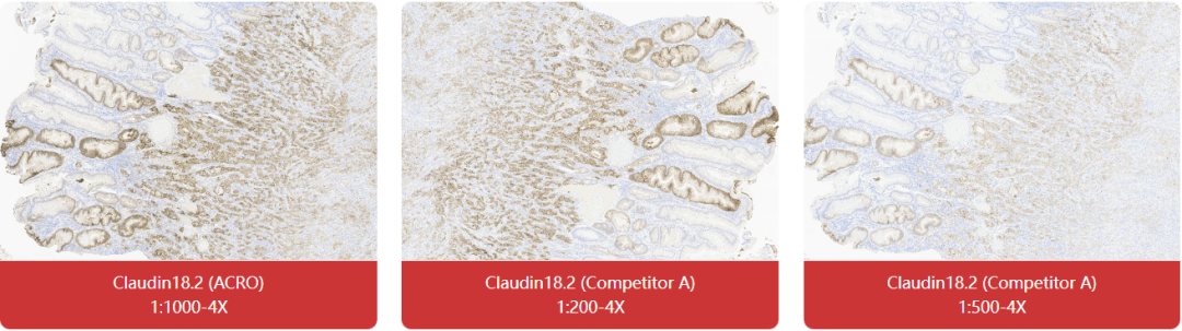 免疫组化（IHC）抗体试用装