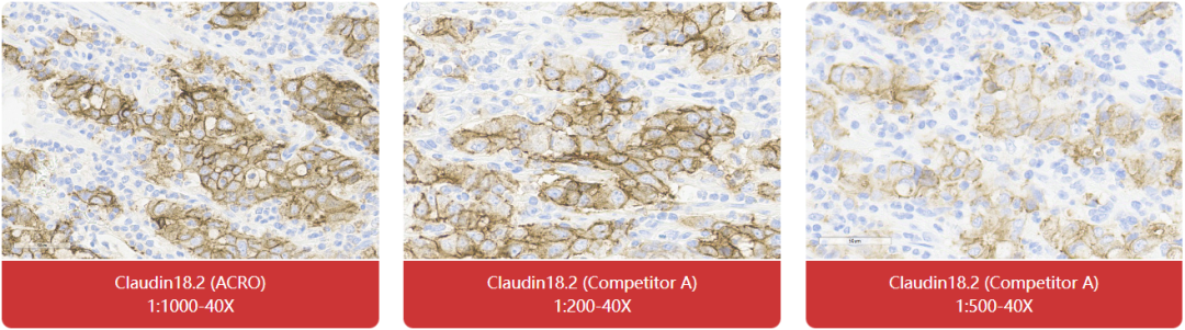 免疫组化（IHC）抗体试用装