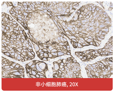 免疫组化（IHC）抗体试用装