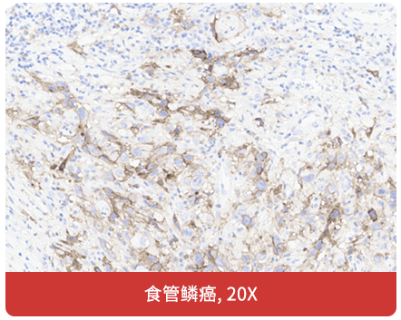 免疫组化（IHC）抗体试用装