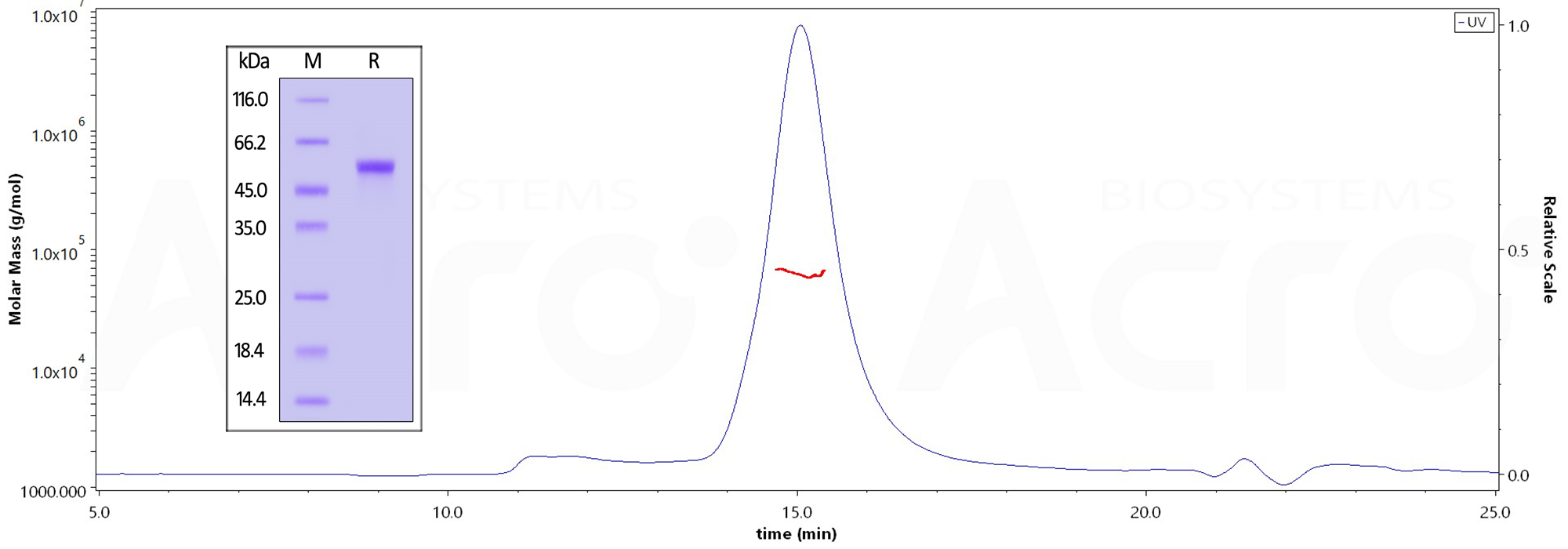 CD40 Ligand