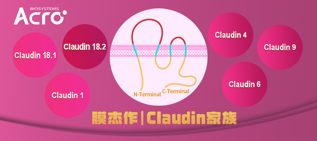 Claudin系列产品