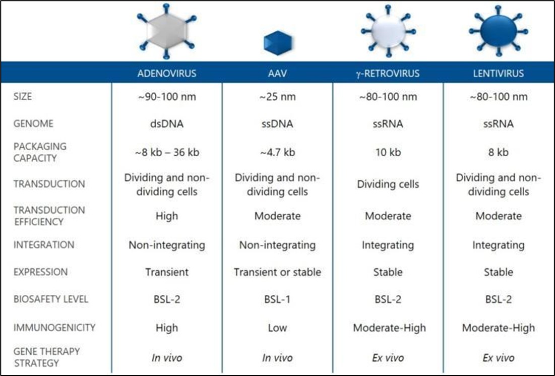 Characteristics of Viral Vectors