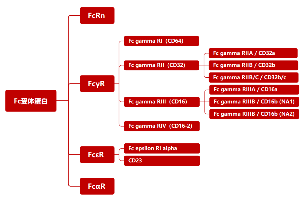 Fc受体蛋白热门分子