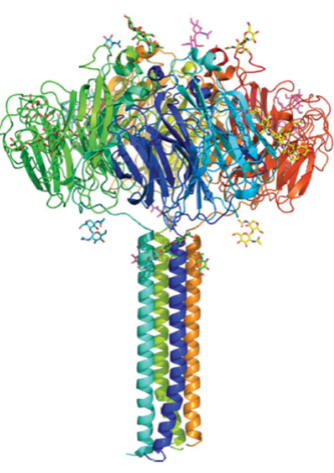 Neuraminidase (NA) Tetramer