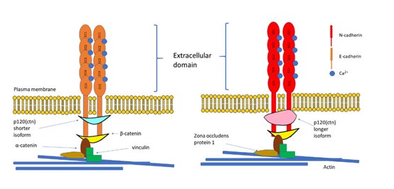 E-cadherin和N-cadherin的结构
