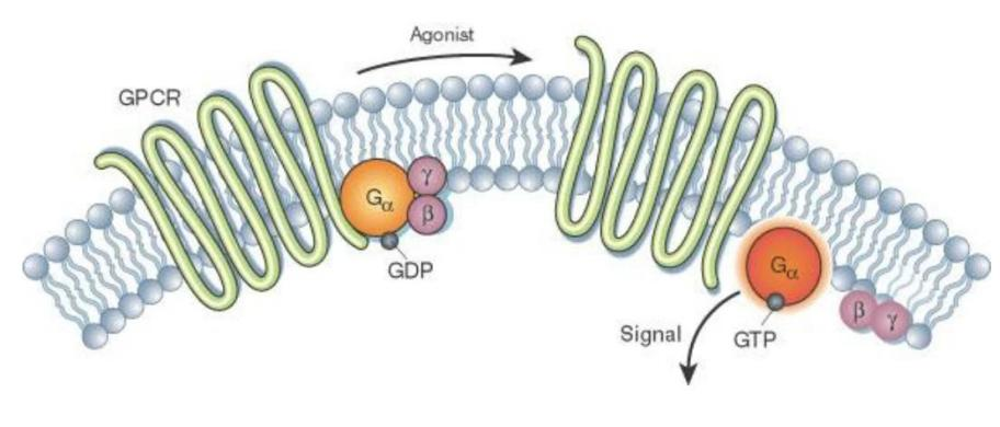 GPCRs的信号转导机制