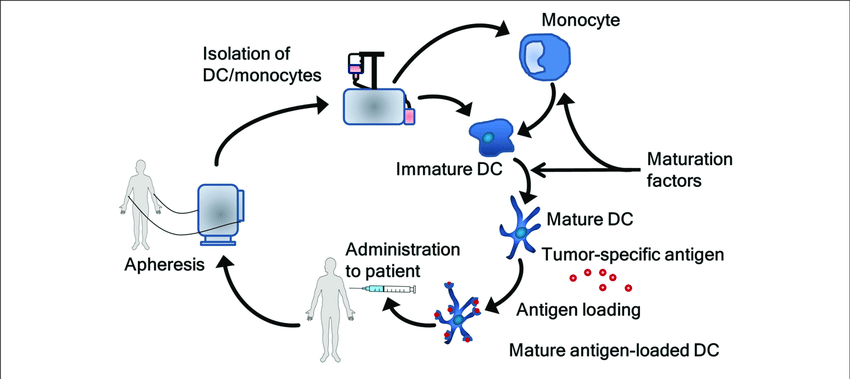 The process of generating dendritic cell vaccines