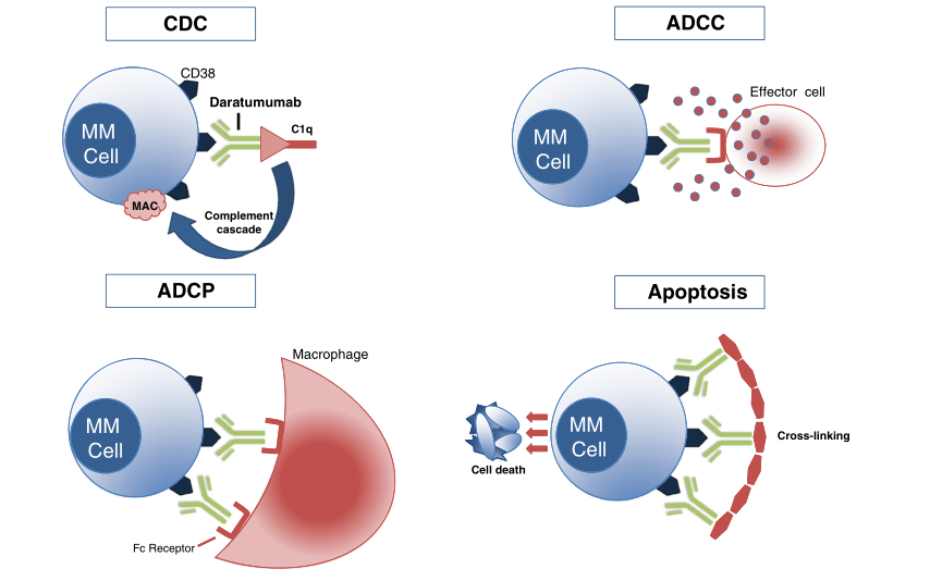 Daratumumab的作用机制