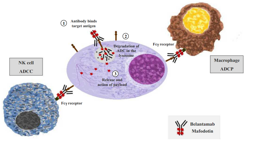 Belantamab mafodotin的作用机制示意图