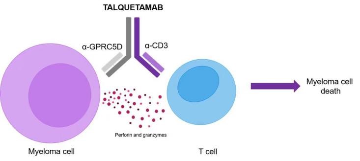 Talquetamab的作用机制