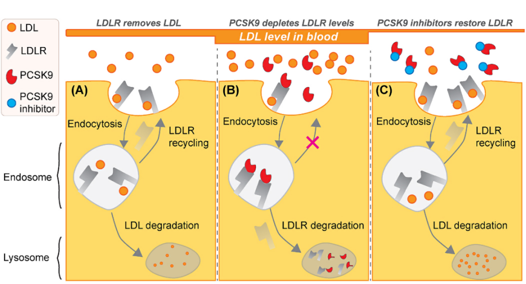 PCSK9与PCSK9抗体调节LDL-C机制示意图