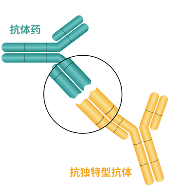 抗原阻断型