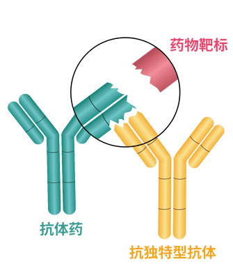 抗原非阻断型