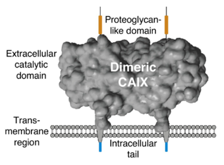 CAIX的结构